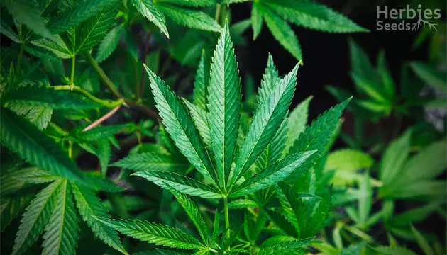 Cannabis