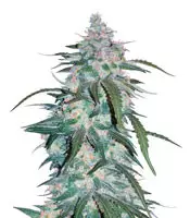 Semi di Pineapple Express Auto femminizzati in vendita da Fast buds Pineapple Express Auto (Fast Buds)