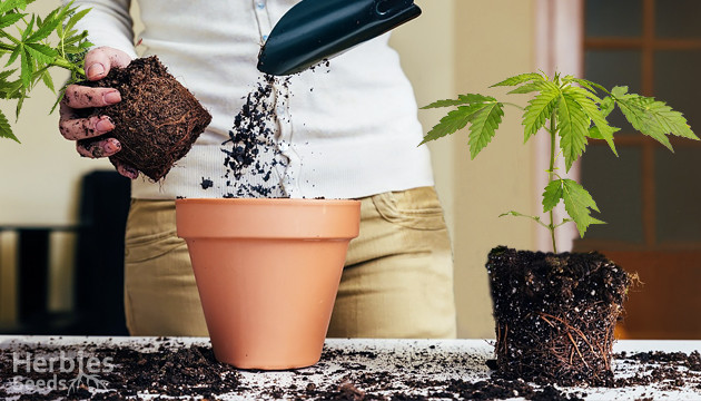 transplanting marijuana plants