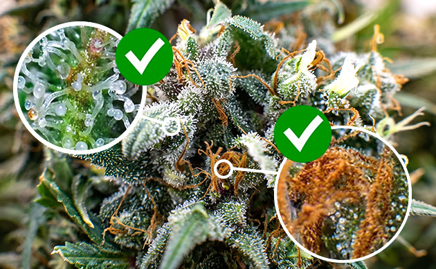 thc booster