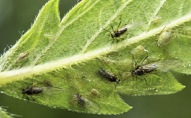 What are those weird bugs? marijuana diseases and deficiencies