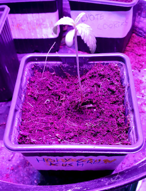 My Experience Growing Holy Grail Kush