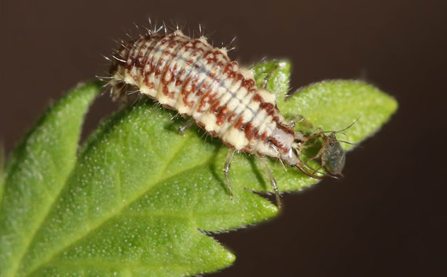 Green Lacewing