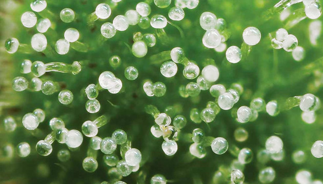 Que signifient les trichomes blancs laiteux?