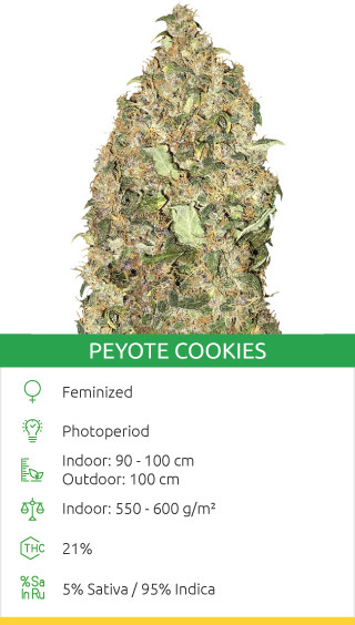 peyote cookies