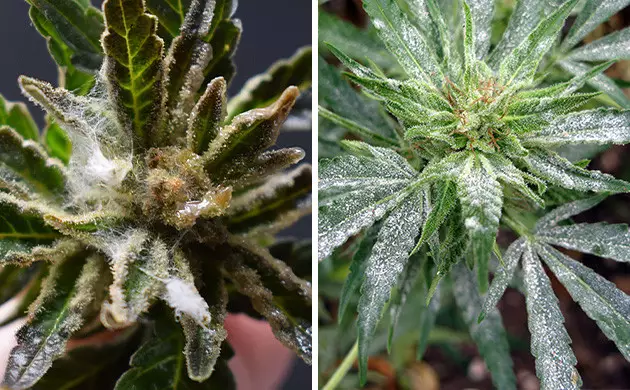 pourriture grise cannabis