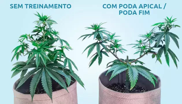 poda apical e poda fim