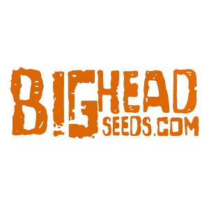 Sementes de Big Head