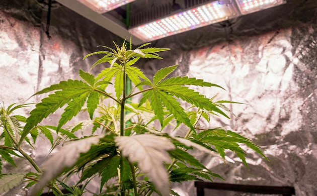 Benefits of Growing CBD Plants Benefits of Growing CBD Plants Indoors