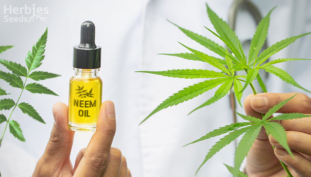 neem oil cannabis