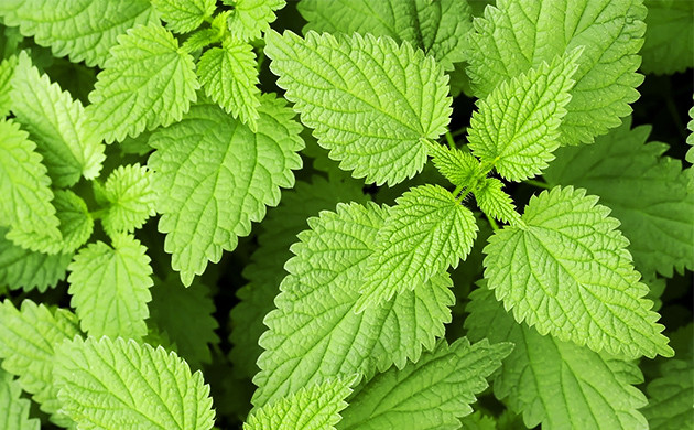 Stinging Nettle