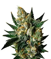 Exodus Cheese (Green House Seeds)