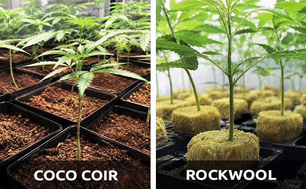 best nutrients for weed