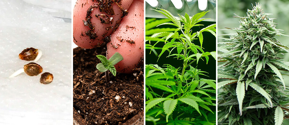 como germinar semillas de marihuana de interior