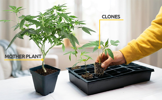 what exactly is cloning