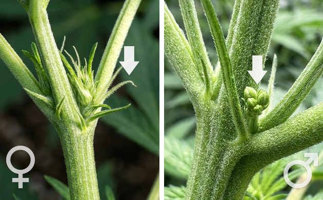force flowering cannabis outdoors