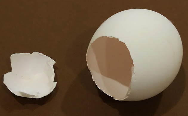 treating a cannabis calcium deficiency with eggshells