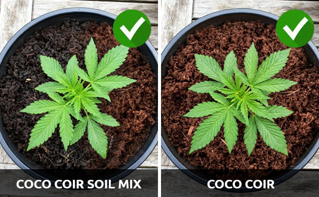 growing weed in coco