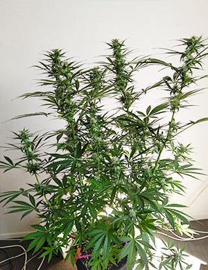 Gorila Glue #4 Auto - Floración tardía