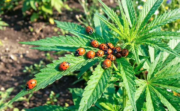 Introduce beneficial pest predators how to protect your outdoor grow from hard rains