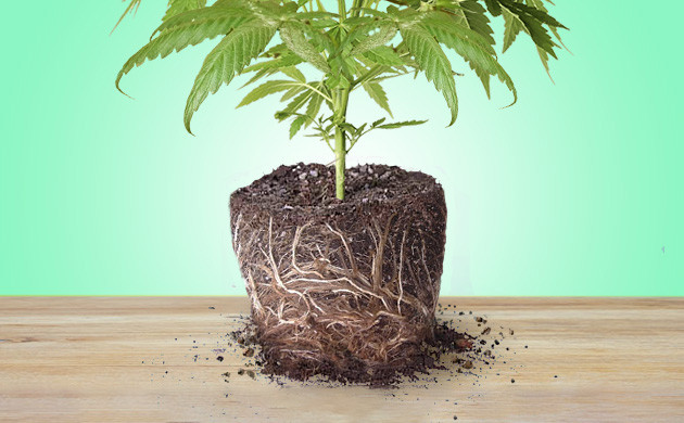 Cannabis clawing due to root rot