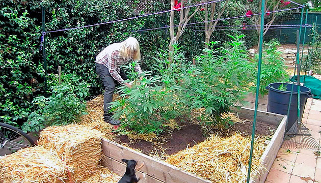 taches jaunes sur les feuilles des mauvaises herbes