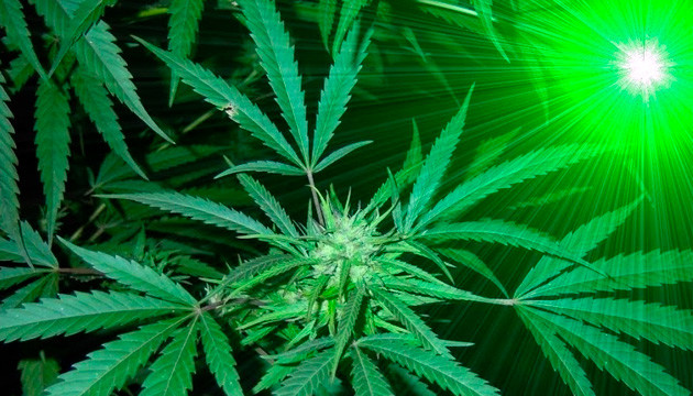 cannabis not flowering