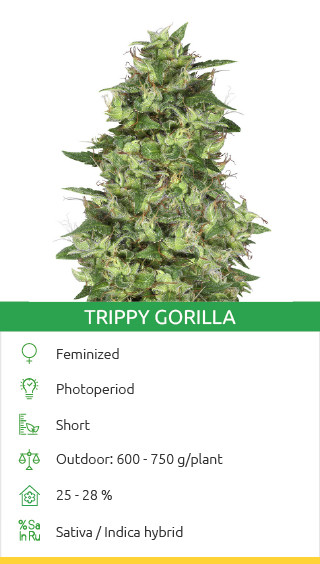 Trippy Gorilla