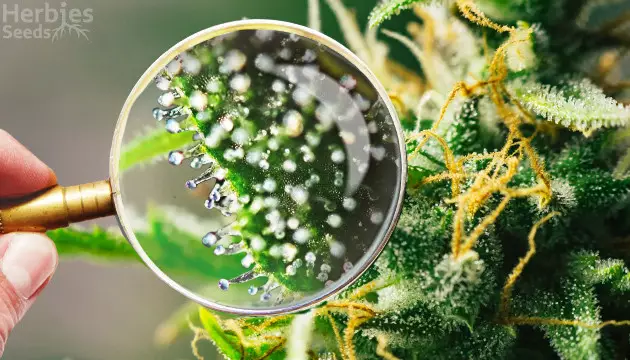 trichomes cannabis