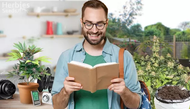 culture du cannabis