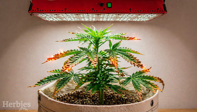 Stress leggero da cannabis bruciatura leggera di cannabis