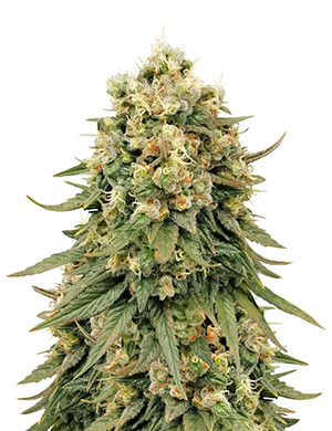 jack herer weed strain