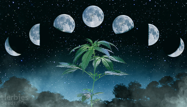 Lunar Calendar 21 For Cannabis Growing Herbies