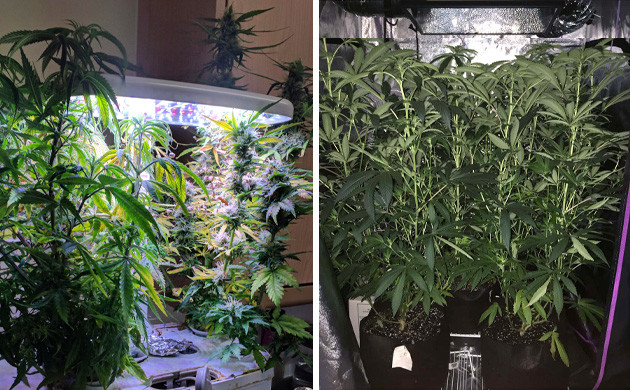 Why You Should Think Twice About Growing Marijuana Indoors