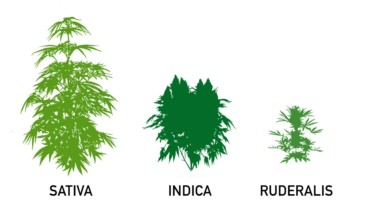 sativa indica ruderalis