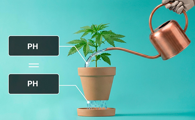 what to do if overwatered cannabis plant