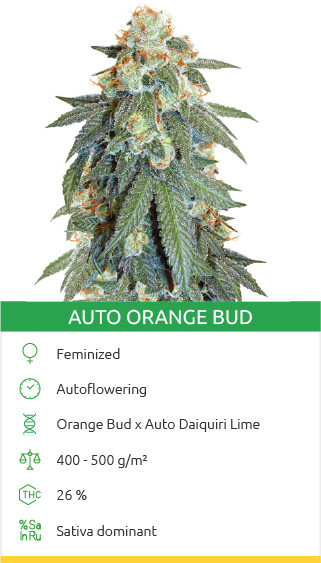 Auto Orange Bud