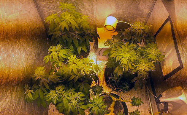 Grandaddy Purple cannabis strain for sale