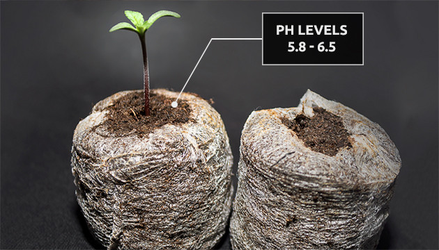 ph of coco coir