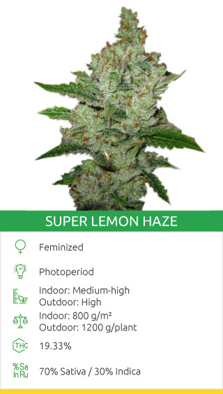 Super Lemon Haze