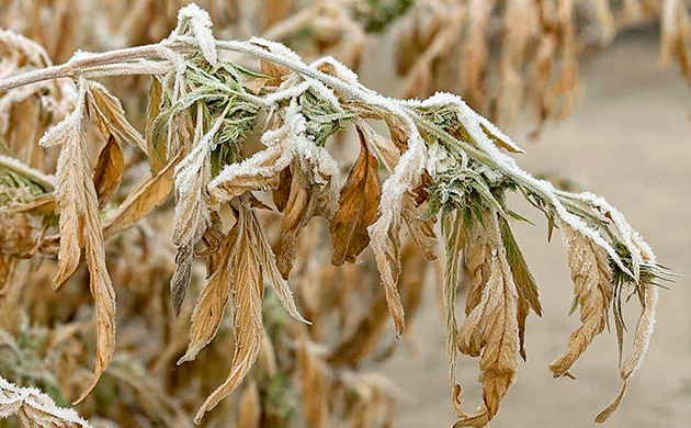 photoperiod cannabis in cold climate