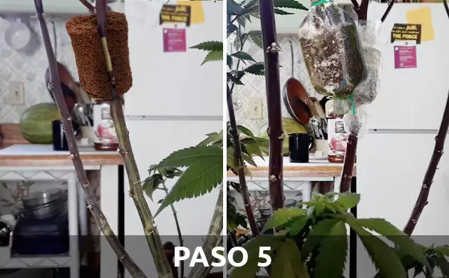 Paso 5: sella con musgo