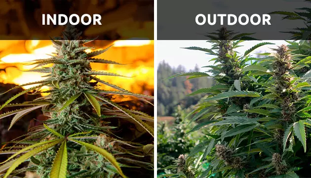 wie viel Unkraut pro Pflanze