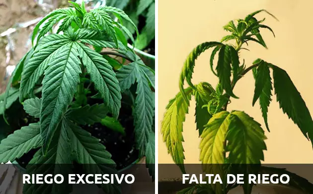 problemas en las raices de las plantas de cannabis