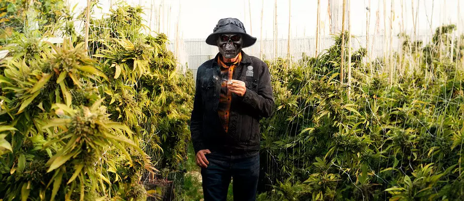 Blackskull Seeds Samen im Angebot