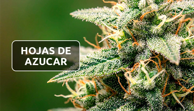 Las hojas de marihuana fotos de hojas de marihuana