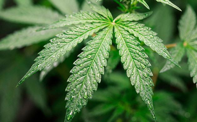 watering cannabis plants