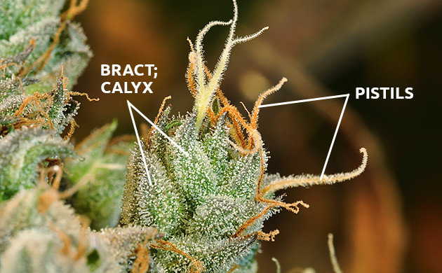 Male Vs. Female Cannabis: How To Identify The Sex Of Your ...