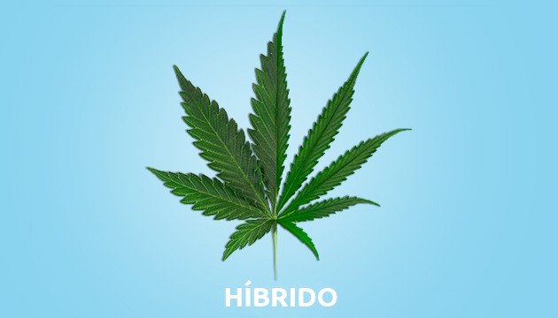 marihuana hibrida