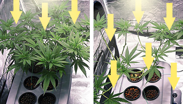 deshojar plantas de cannabis